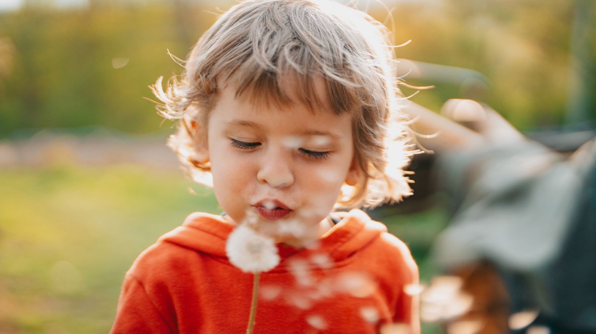 Junge, ca. 5 Jahre, pustet die Samen einer Pusteblume in alle Himmelsrichtungen.