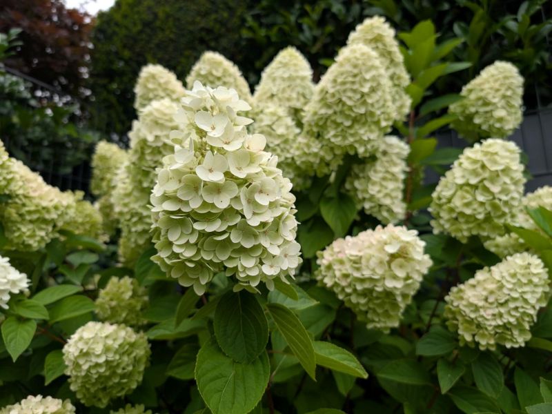Rispenhortensie im Spätsommer