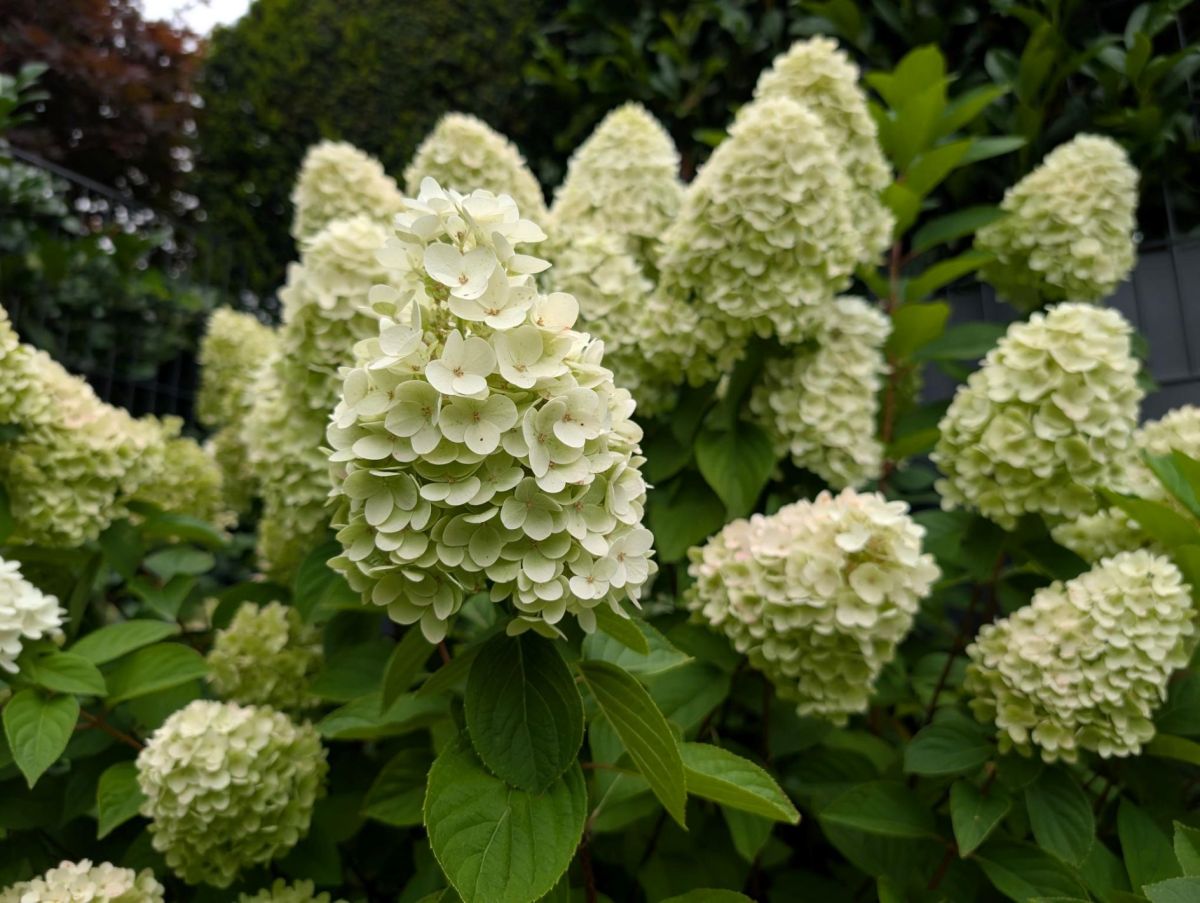 Rispenhortensie im Spätsommer