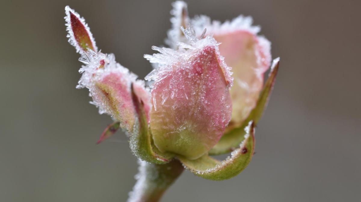 Rose, die vereist ist.