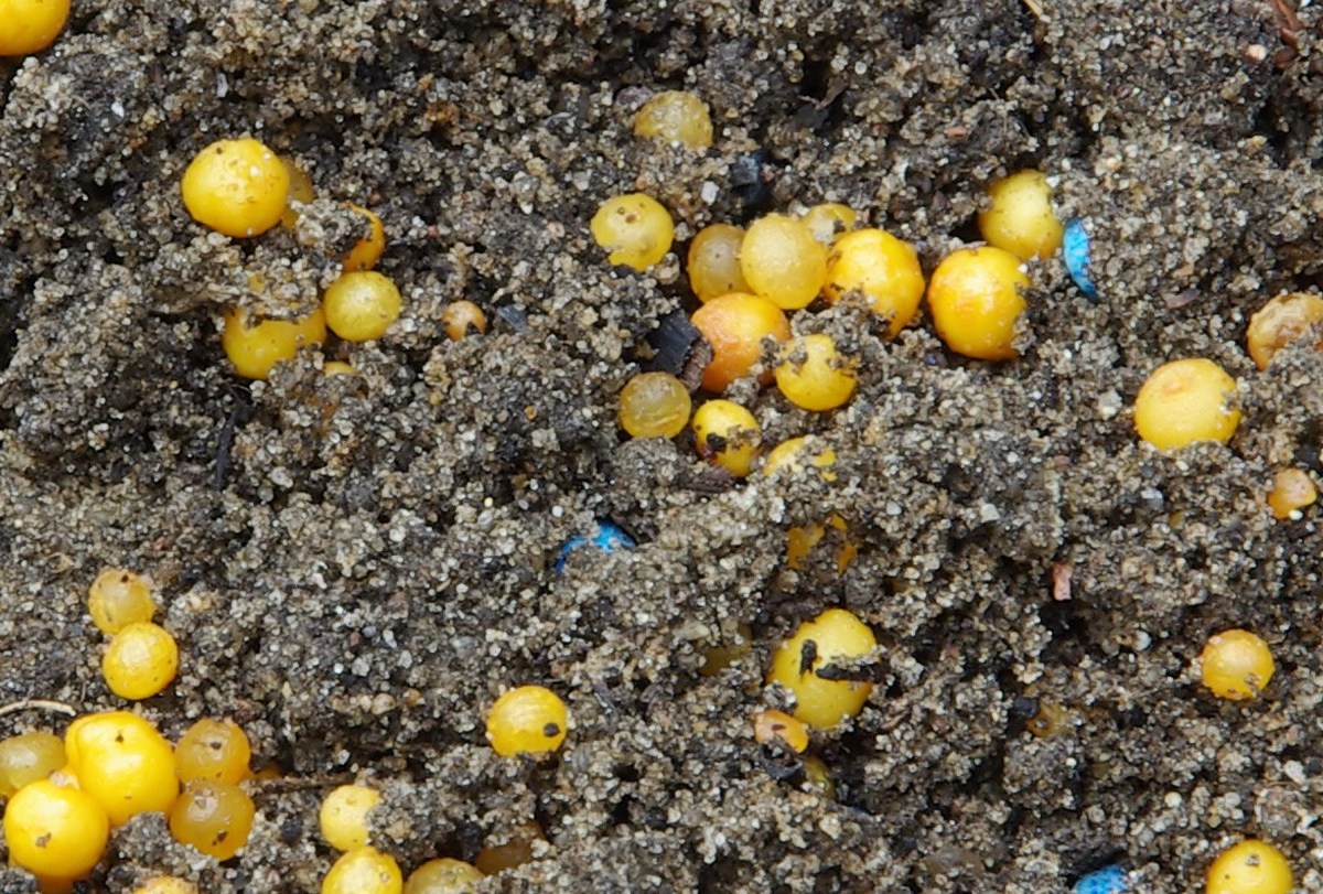 Gelbe Kügelchen in Erde: Schneckeneier oder Dünger?
