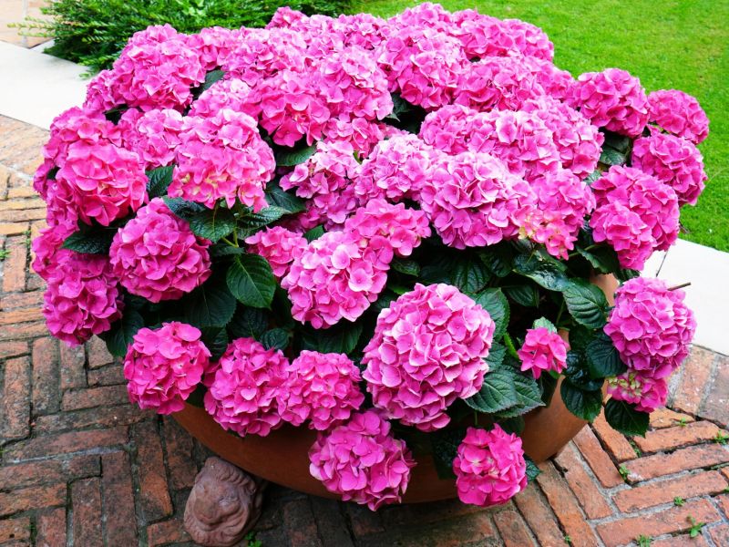 Pinke Hortensie in Kübel auf Terrasse