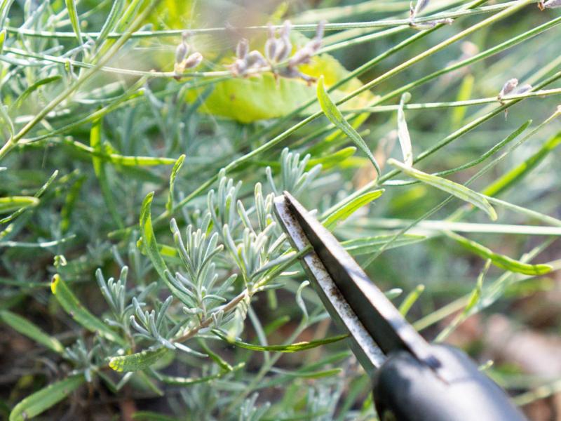 Lavendel wird mit einer kleinen Zange geschnitten.