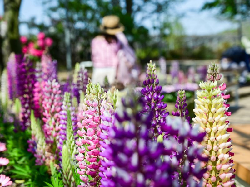 Lupinen im Garten