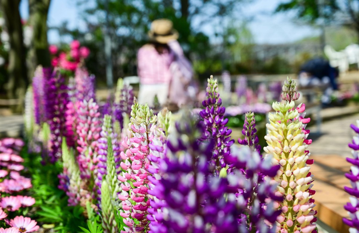Lupinen im Garten