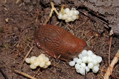 Spanische Wegschnecke mit weißen Schneckeneier Nestern