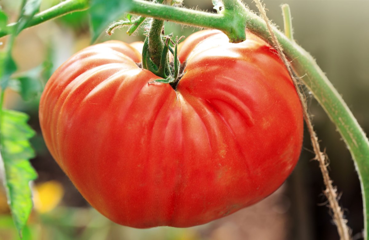 Große rote Tomate an Strauch