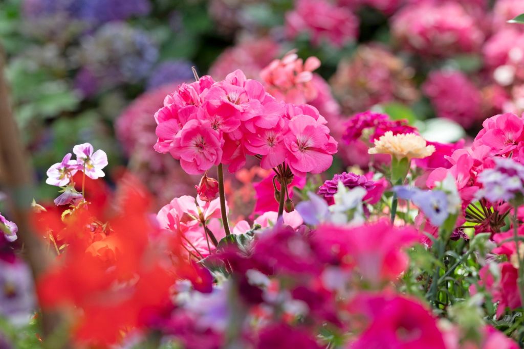 Geranien in verschiedenen Farben wie Pink, weiß und Lila