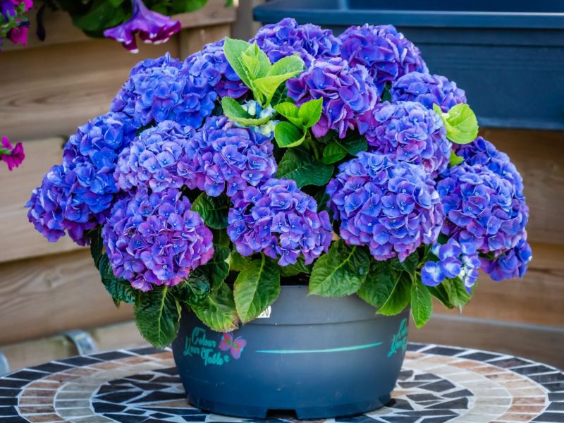 Blaue Bauernhortensie