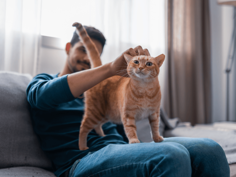Rote Katze steht bei Mann auf Schoß.