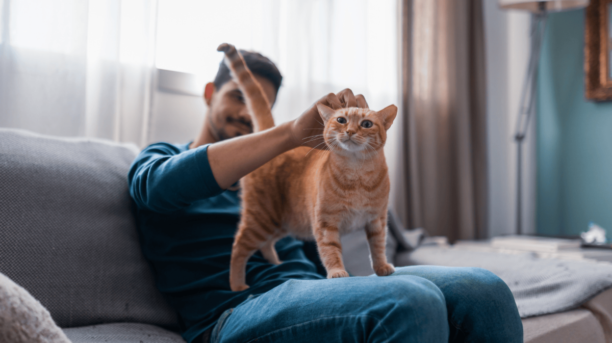 Rote Katze steht bei Mann auf Schoß.
