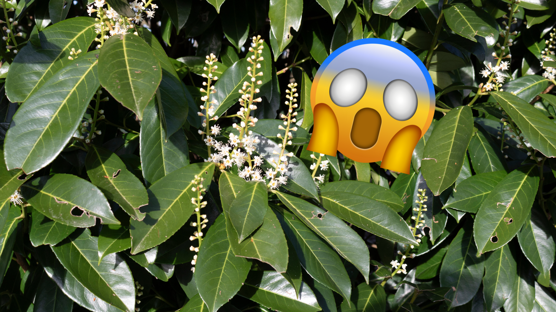 Kirschlorbeer Dieser Strauch ist eine echte GartenSünde (laut Studie