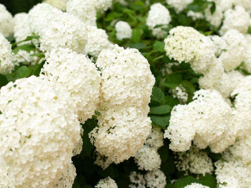 Schneeballhortensie mit vielen Blüten