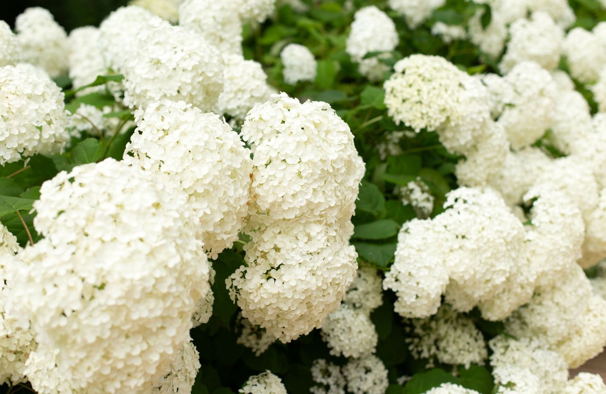 Schneeballhortensie mit vielen Blüten