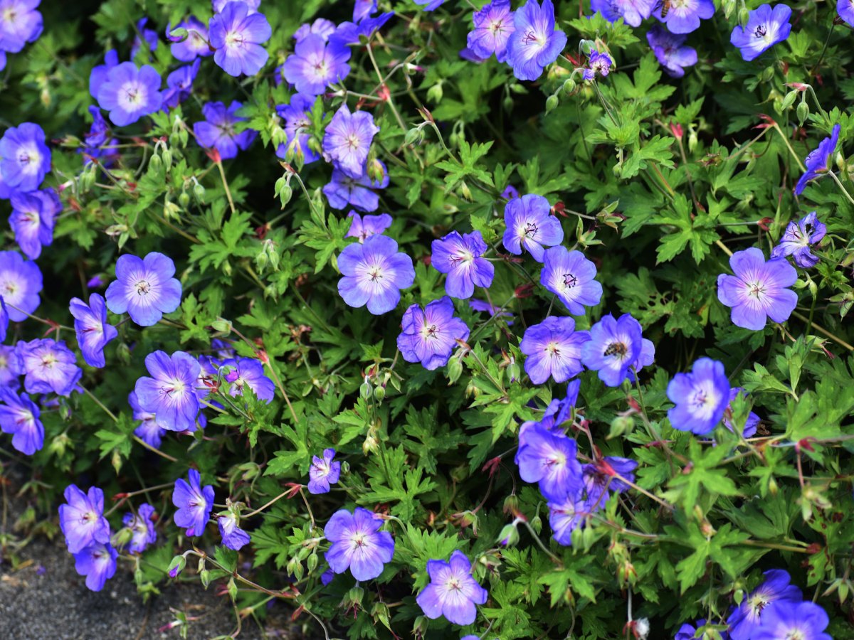 Storchschnabel in lila