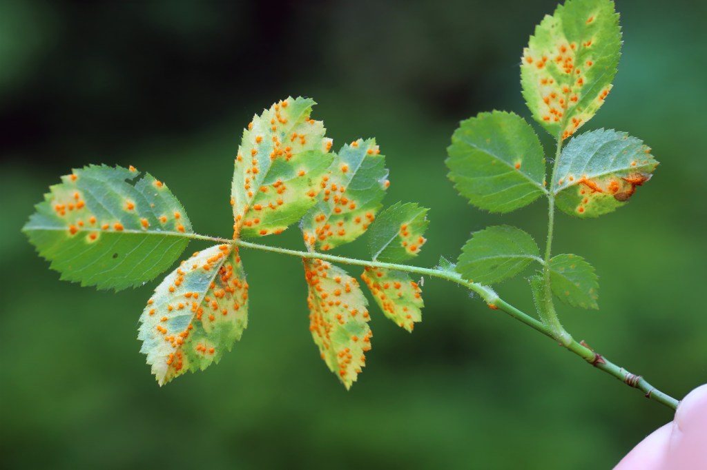Rosenrost bekämpfen: Mit Omas Stink-Trick wirst du den Pilz auf  Rosen los