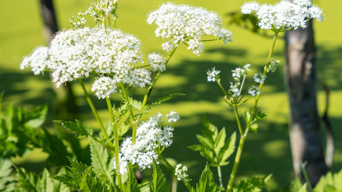 Giersch im Garten.