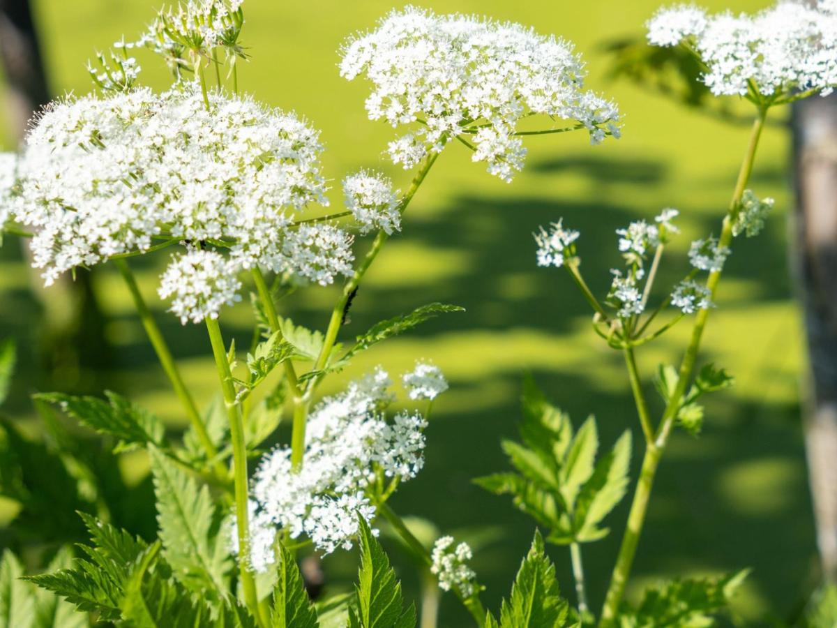 Giersch im Garten.