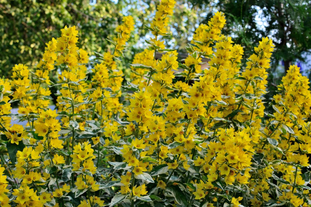 Goldfelberich