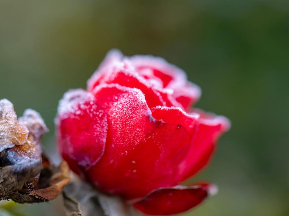 Rosenknospen, die von Grauschimmel befallen sind.
