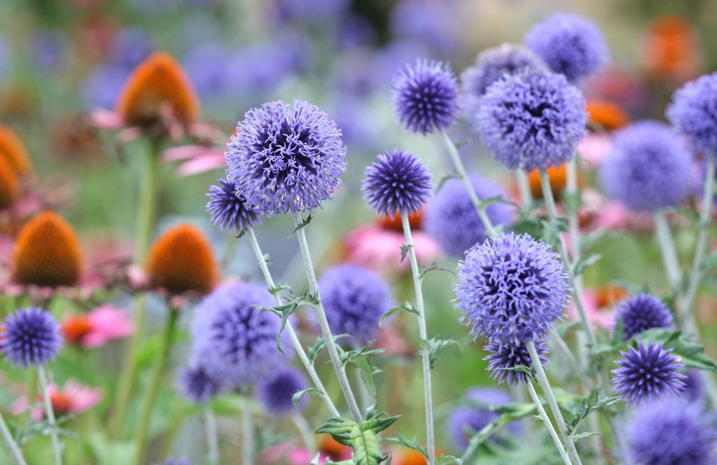 Kugeldistel