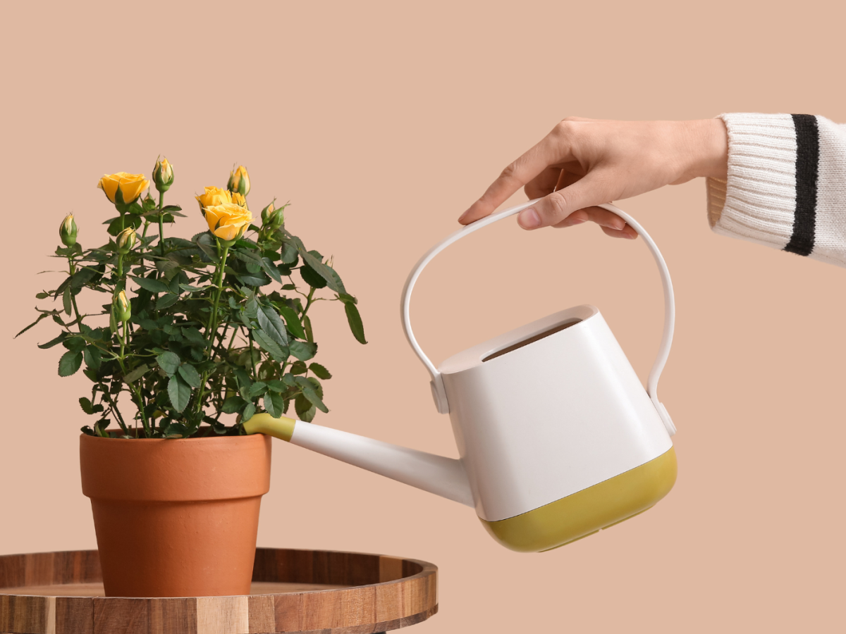 Eine Frauenhand gießt eine Rose im Topf, die auf einem Tisch steht
