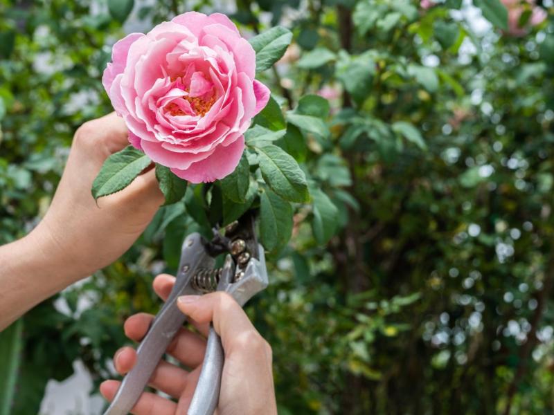 Person schneidet im Garten eine rosa Rose.
