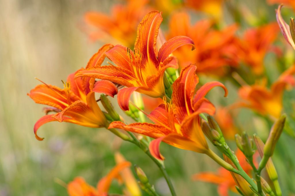 Taglilie in Orange