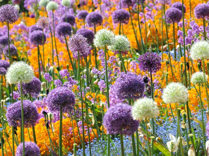 Allium in bunt