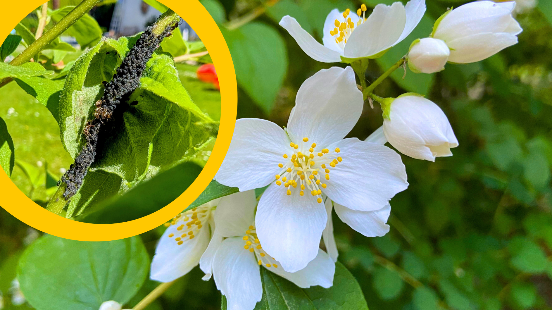 Blattl-use-auf-Duftjasmin-bek-mpfen-Diese-Hausmittel-retten-deine-Str-ucher