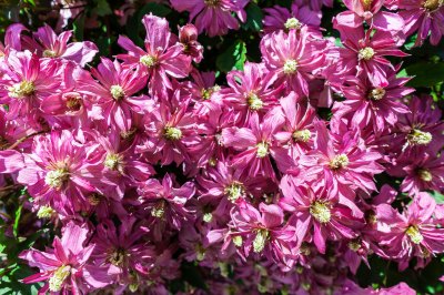 Clematis Montana Broughton Star