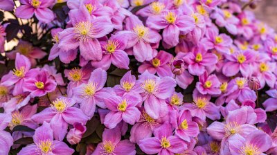Clematis Montana