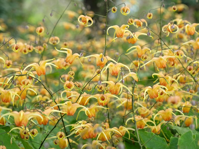 Elfenblume