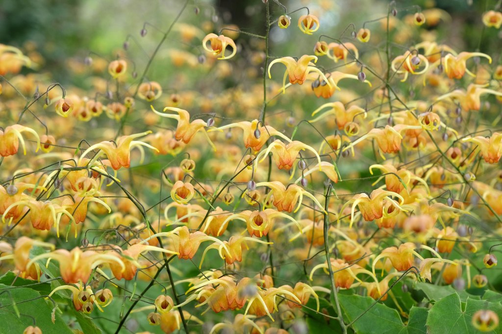 Elfenblume