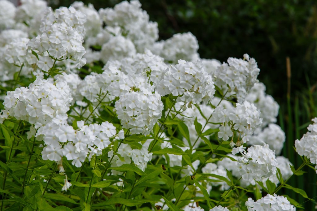 Phlox