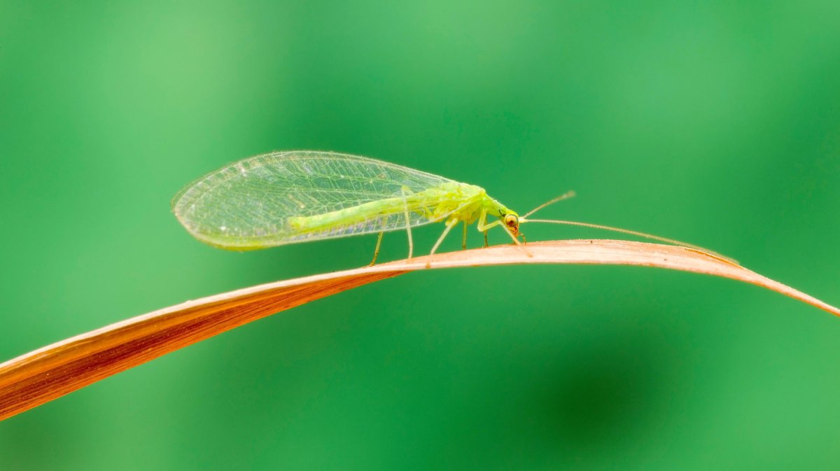Florfliegen ernähren sich von Blattläusen