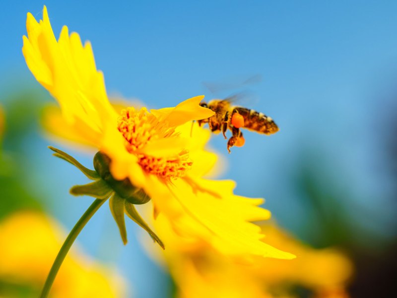 Gelbes Mädchenauge-Blüte mit Biene vor blauem Himmel