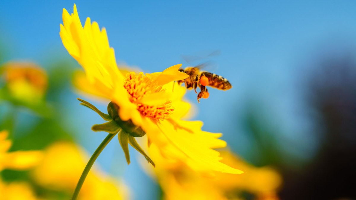 Gelbes Mädchenauge-Blüte mit Biene vor blauem Himmel