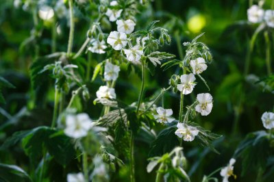 Geranium Album