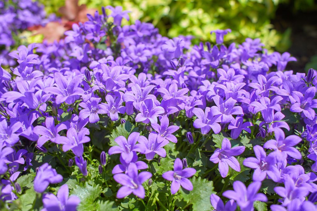 lila Glockenblumen