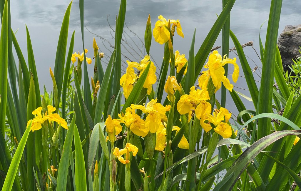 Gelbe Iris
