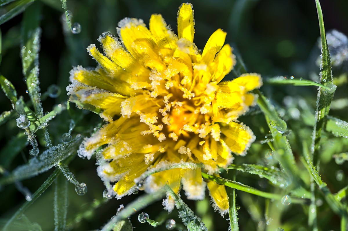 Blume mit gelben Blüten ist Frost ausgesetzt
