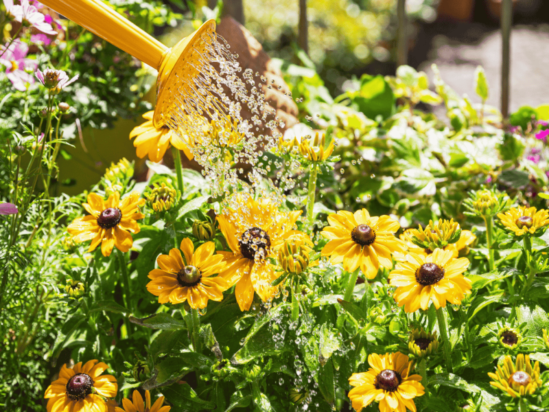 Gelbe Blumen werden von gelber Gießkanne gegossen.