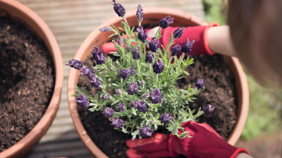 Frau topft Lavendel um.
