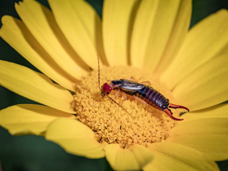 Ohrenkneifer auf gelber Blume