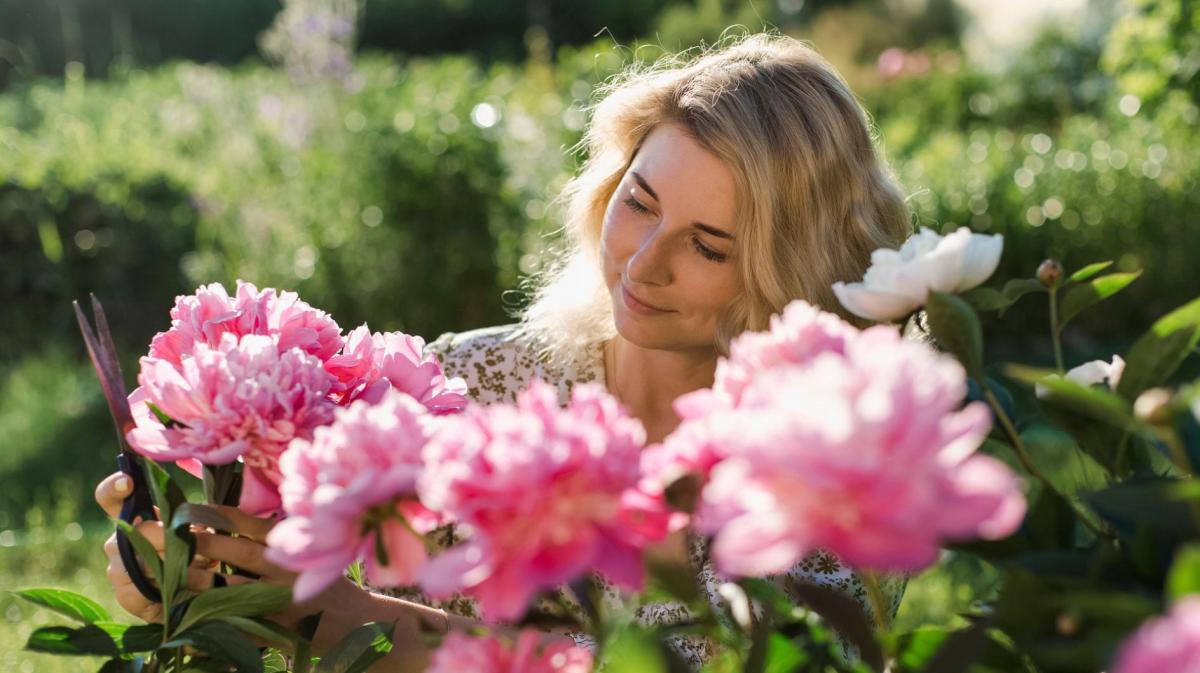 Blonde Frau schneidet rosafarbene Pfingstrosen für die Vase.