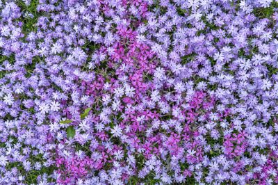 Teppich Phlox in lila und magenta
