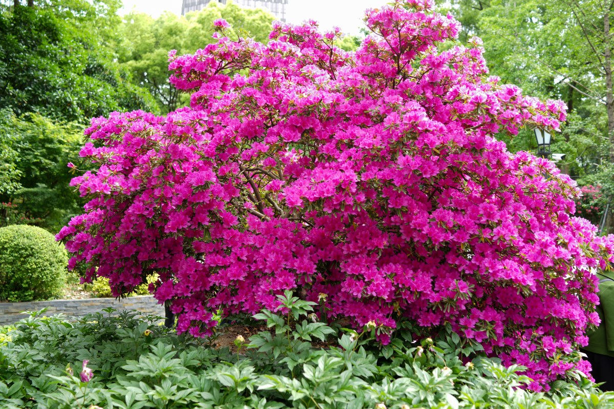 Rhododendron blüht pink