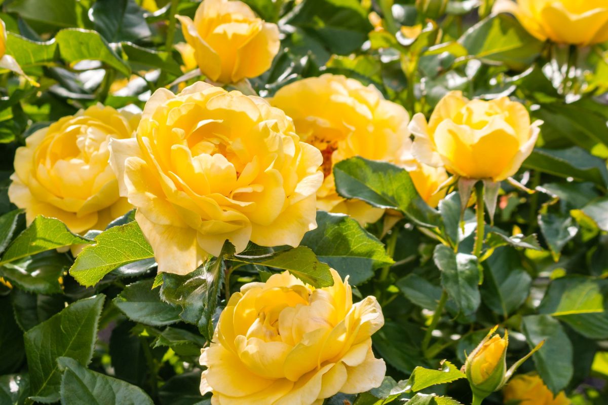 Gelbe Rosen ohne Ringfleckenkrankheit