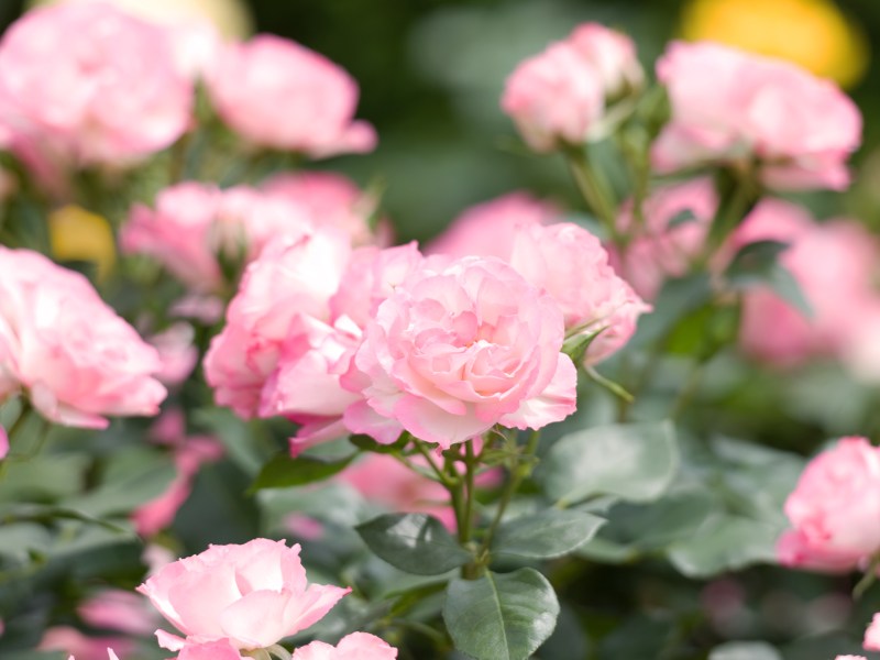 Rosa Rosen im Garten